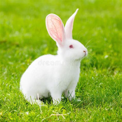 兔子 長白色的毛